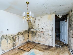 Looking for the best San Diego water damage repair experts