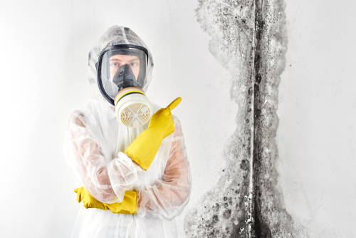 What should you do if you find black mold